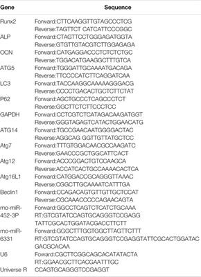 CHNQD-00603 Promotes Osteogenic Differentiation of Bone Marrow Mesenchymal Stem Cells by the miR-452-3p-Mediated Autophagy Pathway